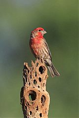 House Finch